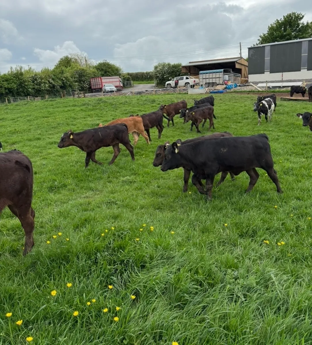 Super 150kg continental heifer runners 🔥🔥🔥 - Image 1