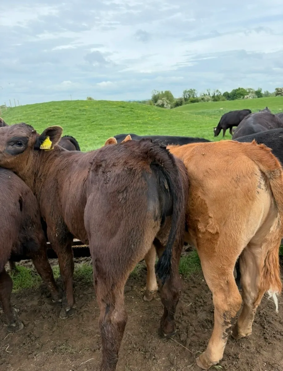 Super 150kg continental heifer runners 🔥🔥🔥 - Image 2