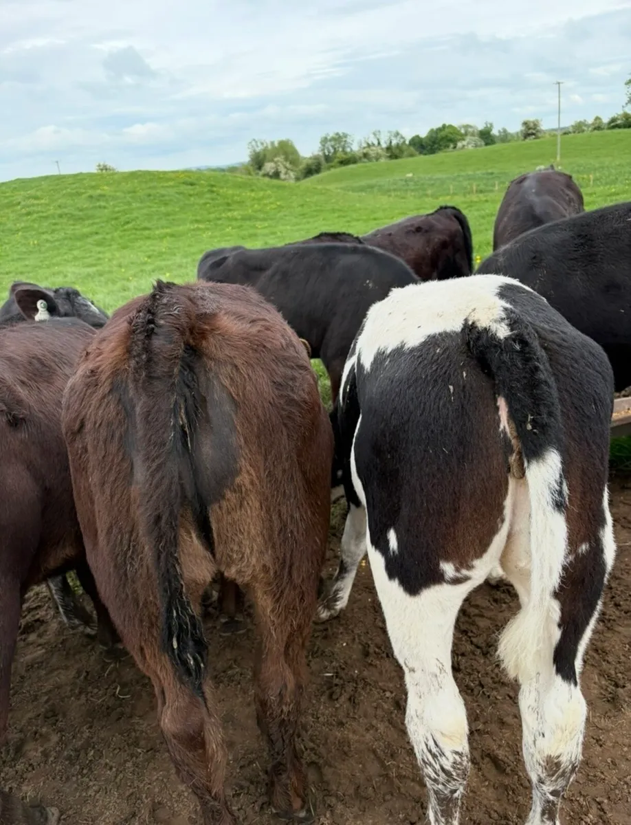Super 150kg continental heifer runners 🔥🔥🔥 - Image 3