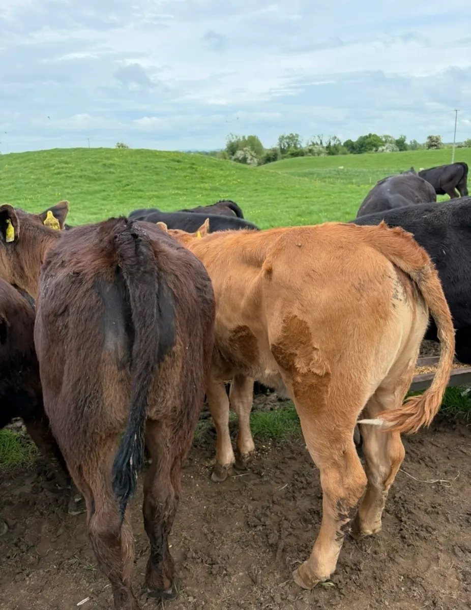 Super 150kg continental heifer runners 🔥🔥🔥 - Image 4