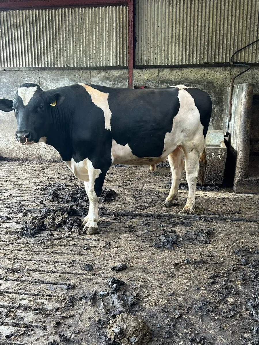Strong Holstein bull - Image 1