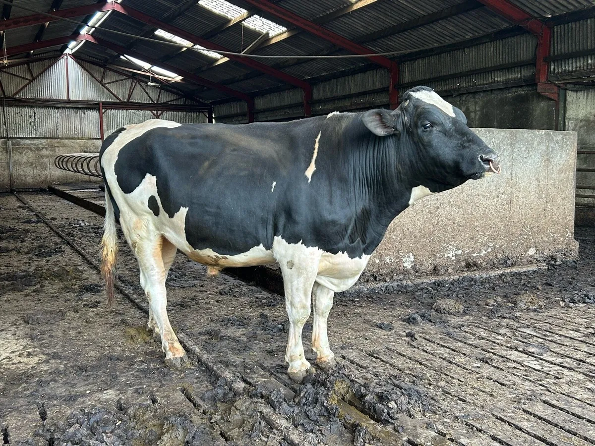 Strong Holstein bull - Image 2
