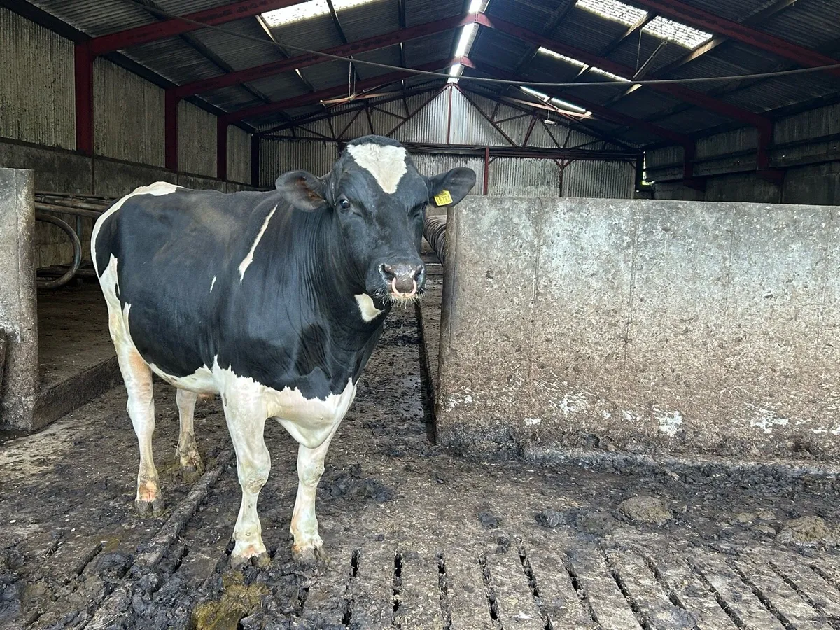 Strong Holstein bull - Image 3