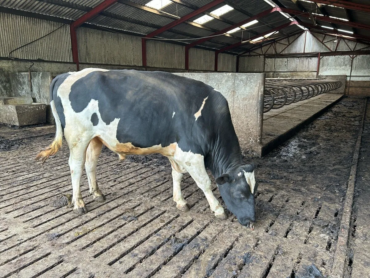 Strong Holstein bull - Image 4