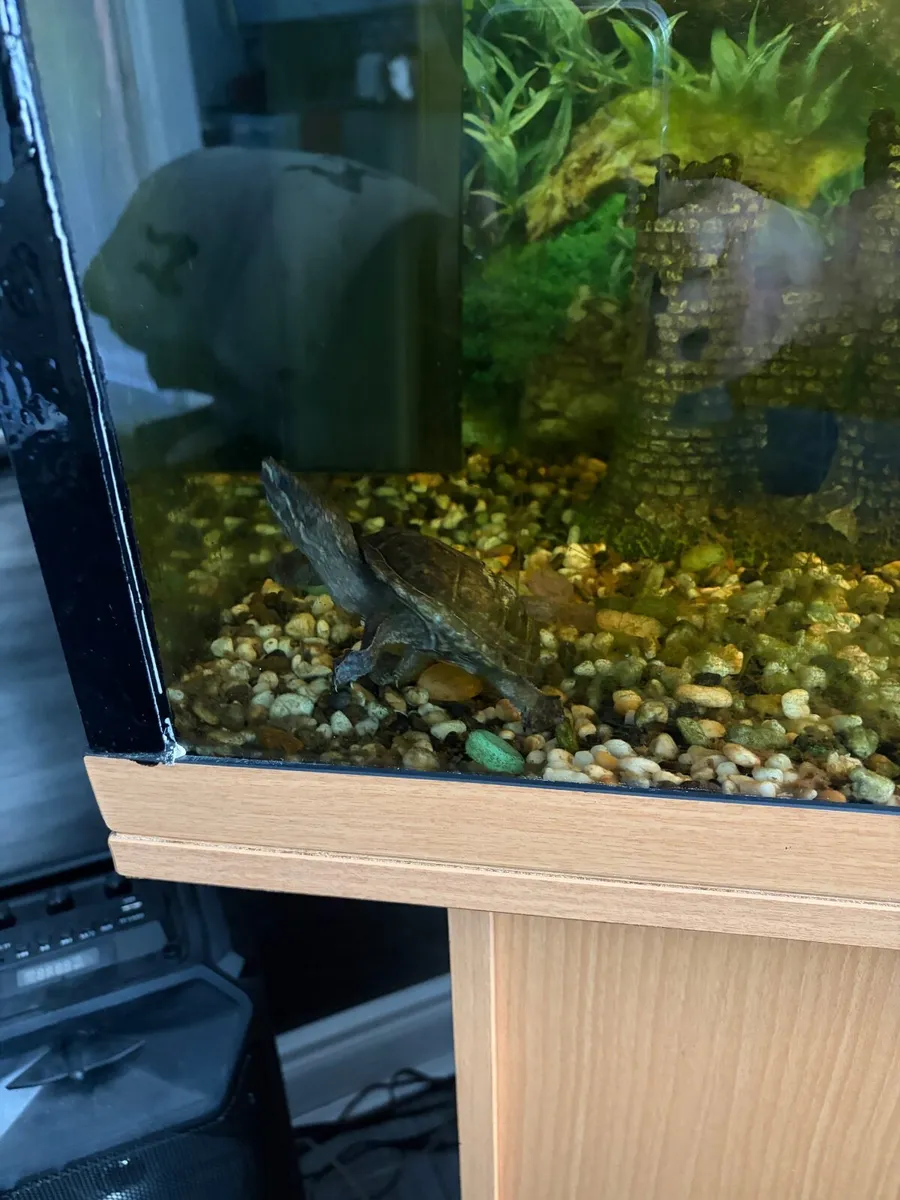 Aquarium with a turtle - Image 2
