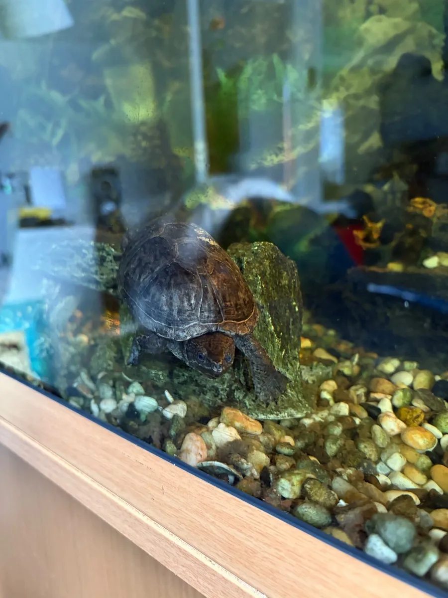 Aquarium with a turtle - Image 3