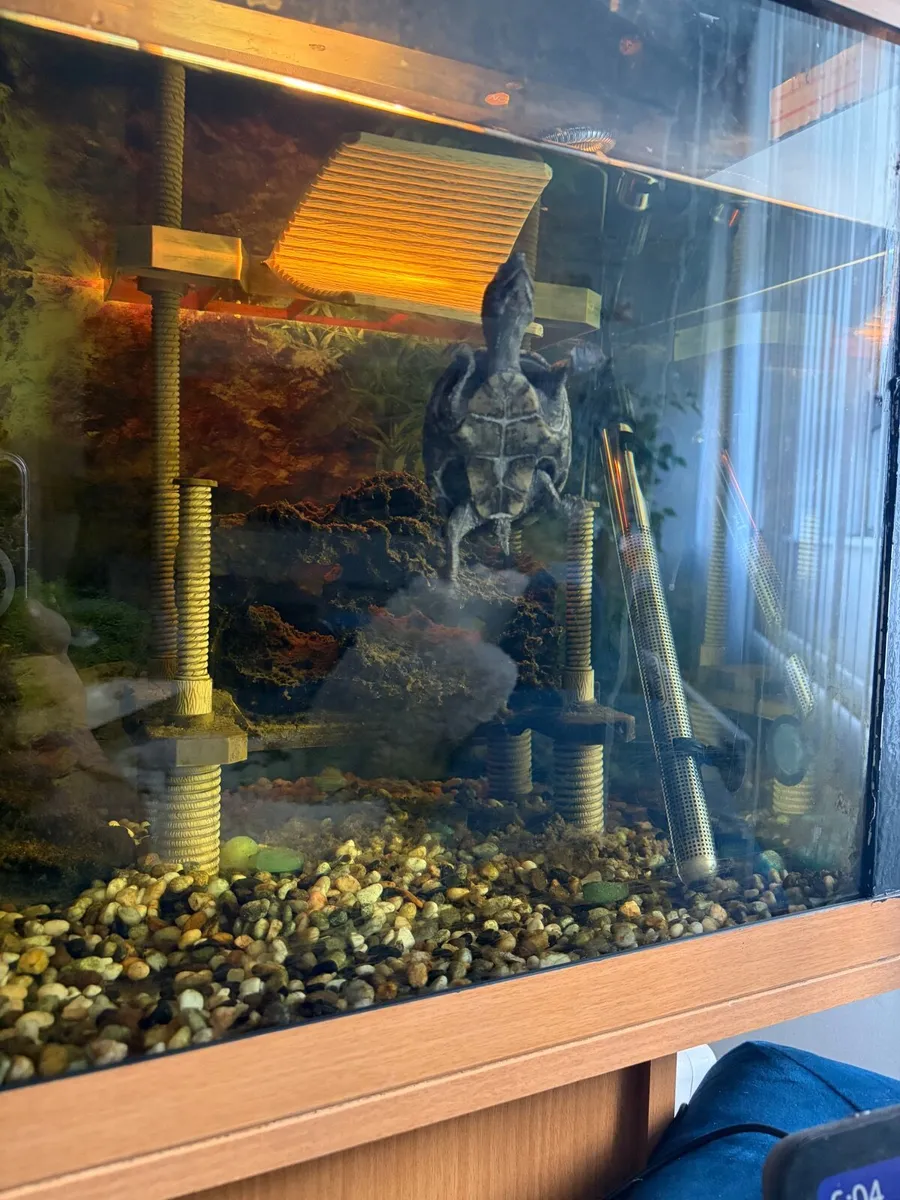 Aquarium with a turtle - Image 4