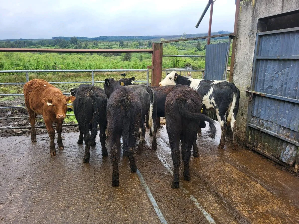 7 heifers - Image 1