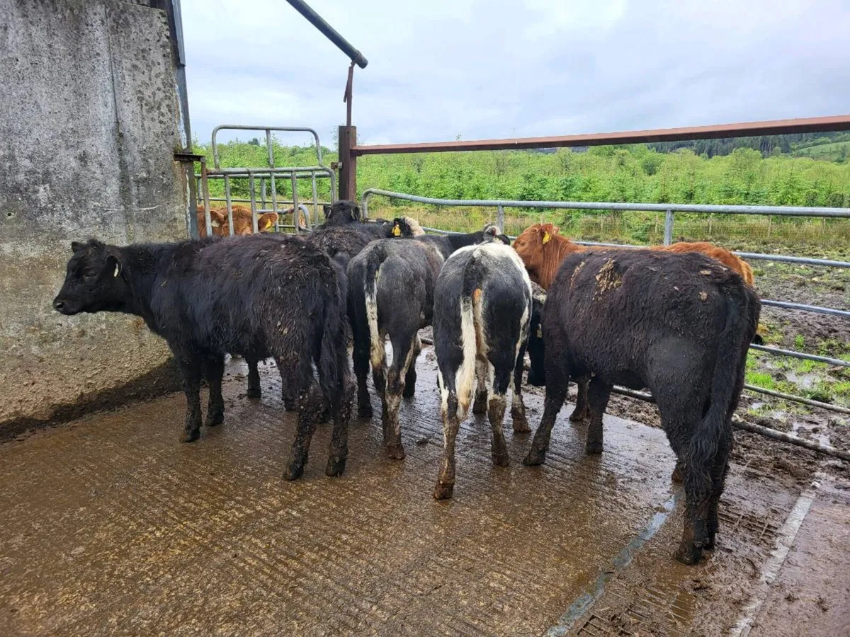 7 heifers - Image 2
