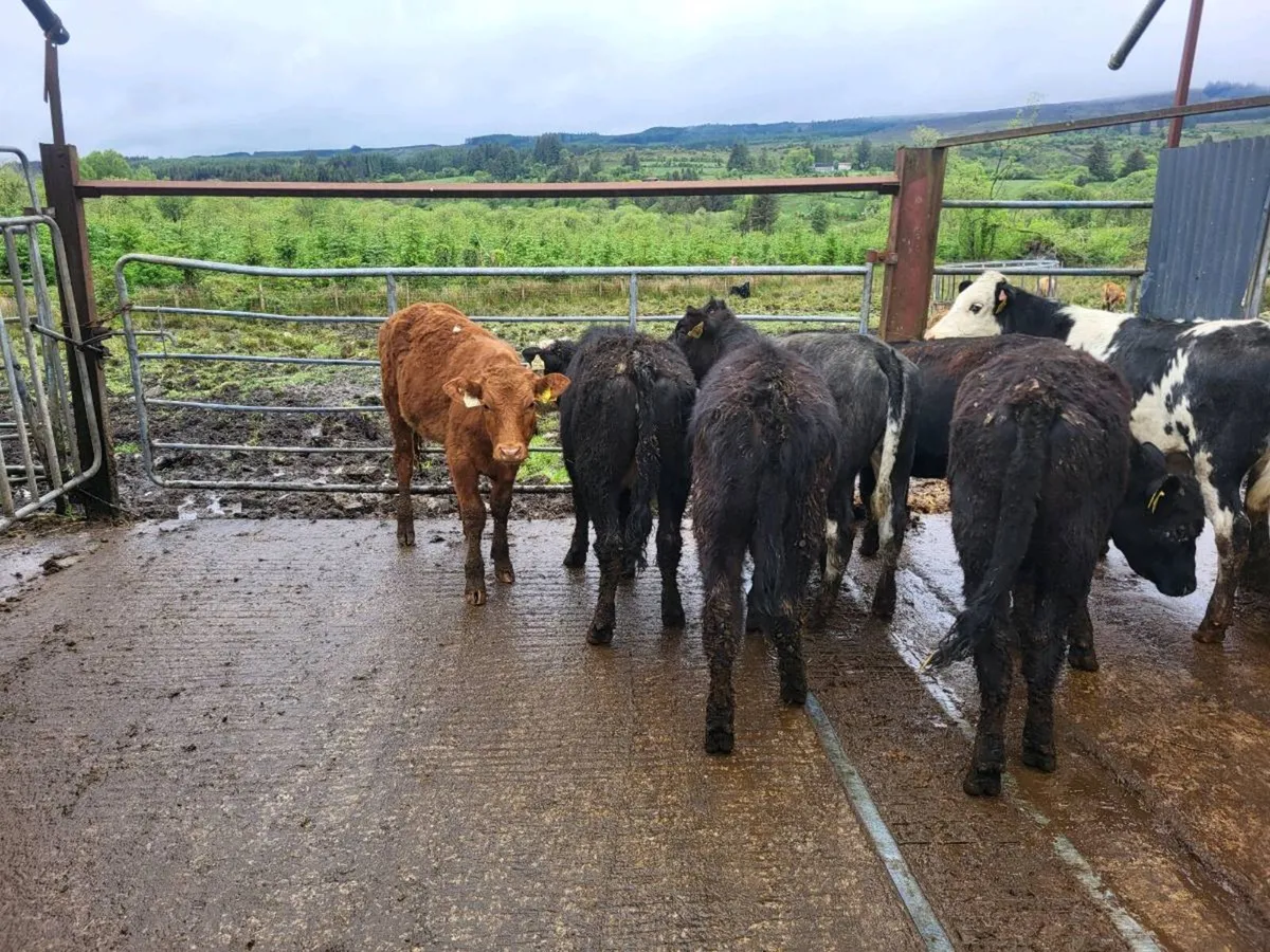 7 heifers - Image 3