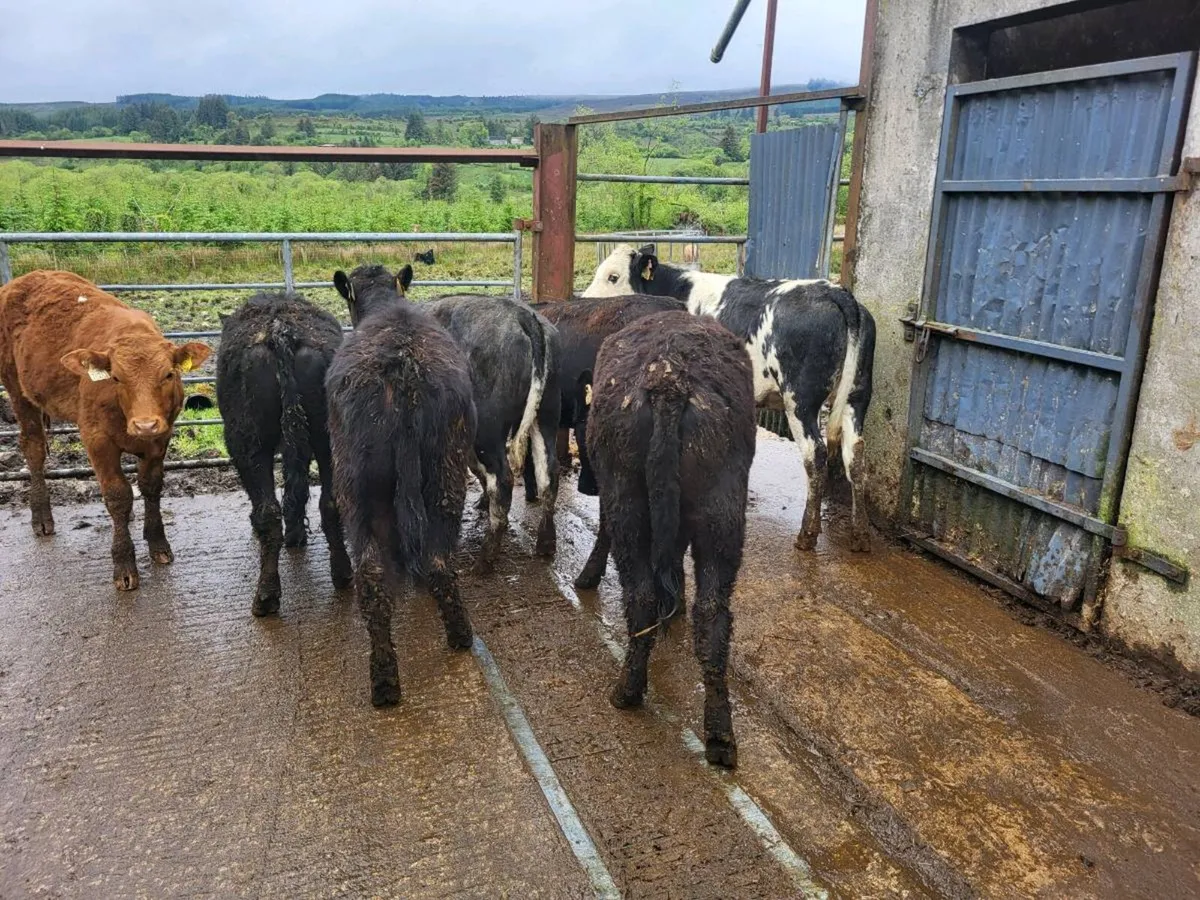 7 heifers - Image 4