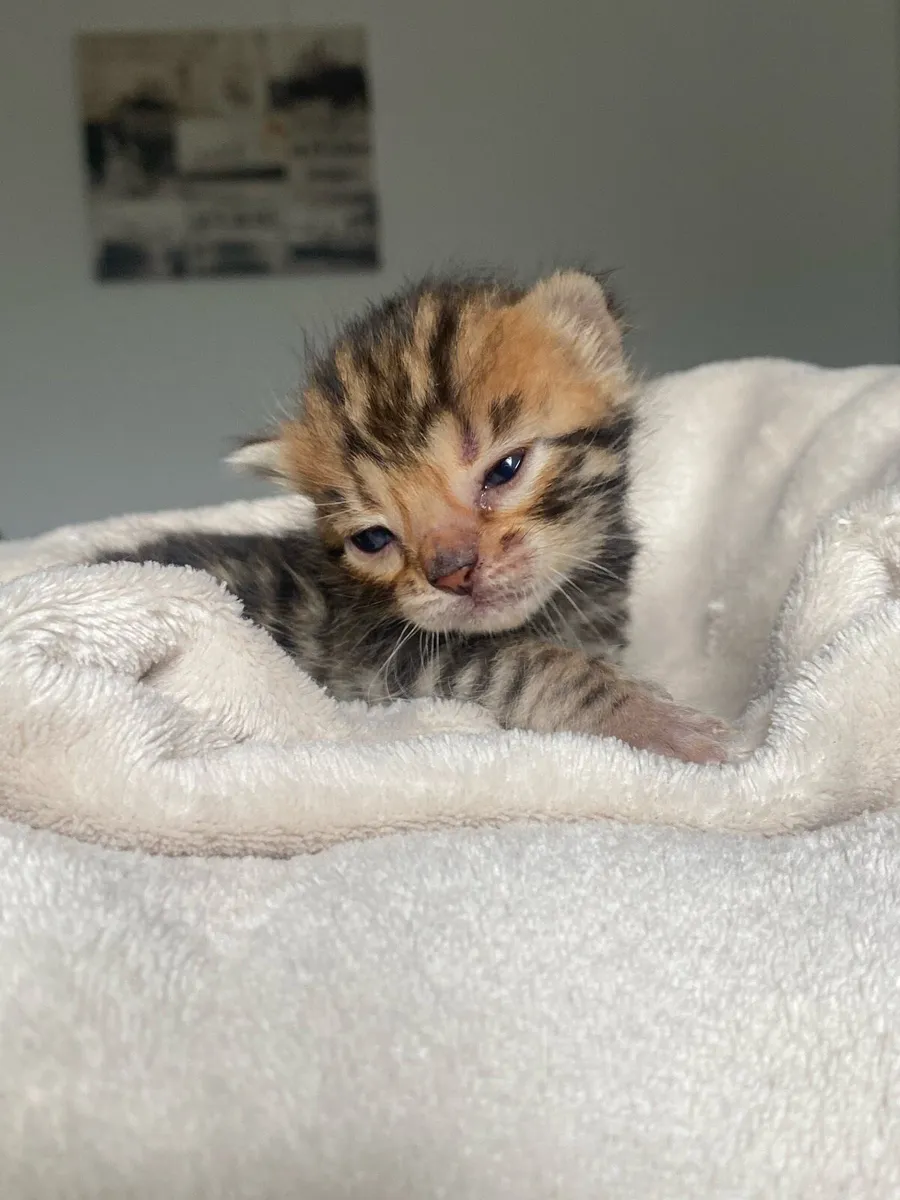Bengal Kittens - Image 2
