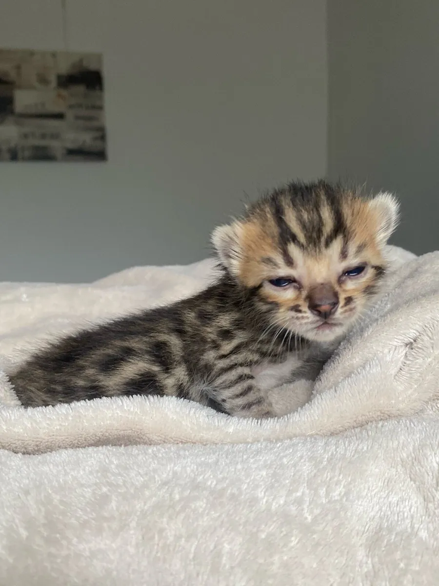 Bengal Kittens - Image 3