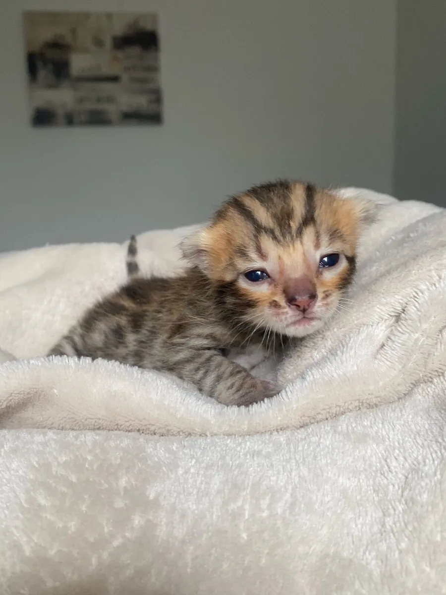Bengal Kittens - Image 4