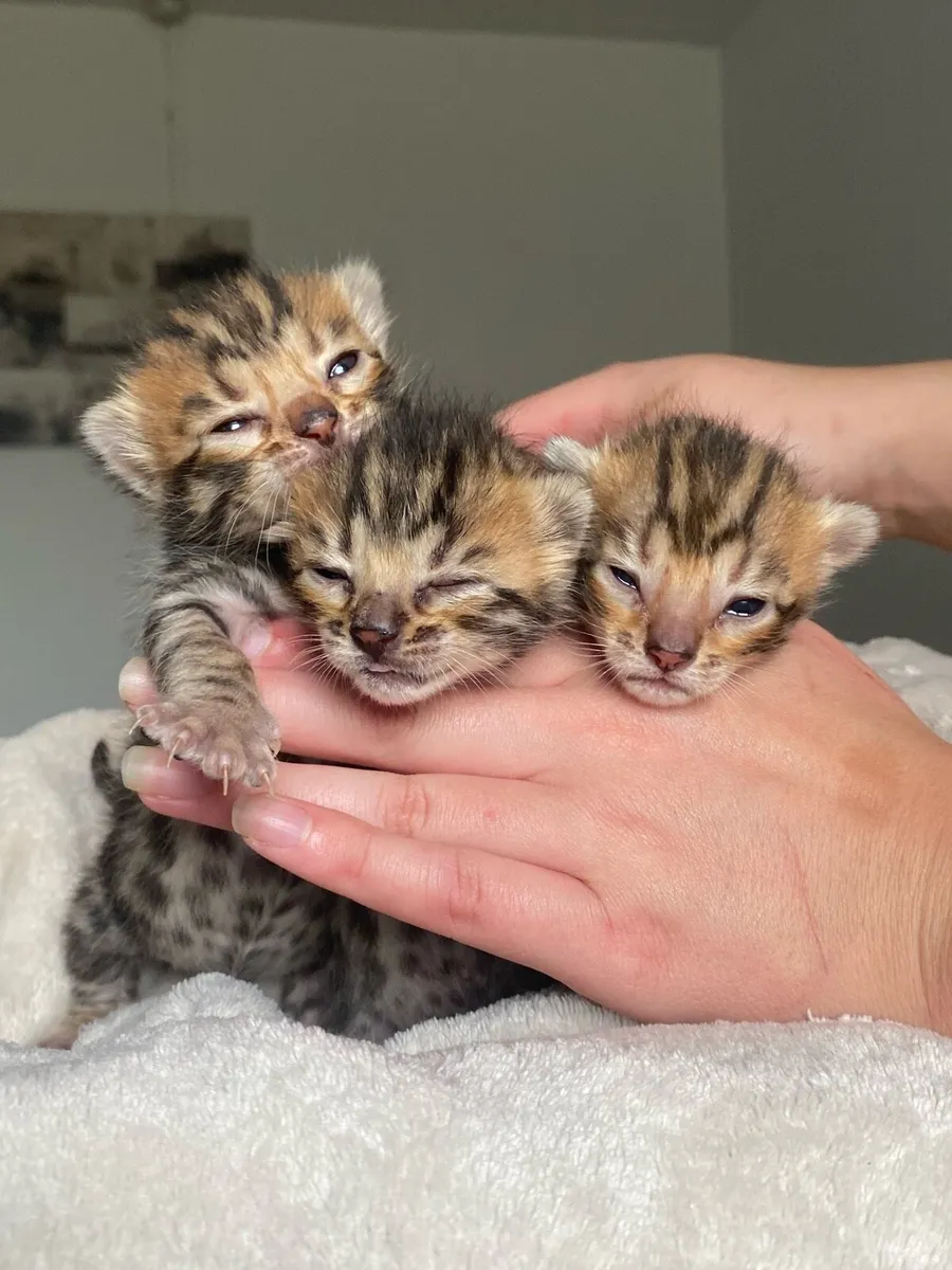 Bengal Kittens - Image 1