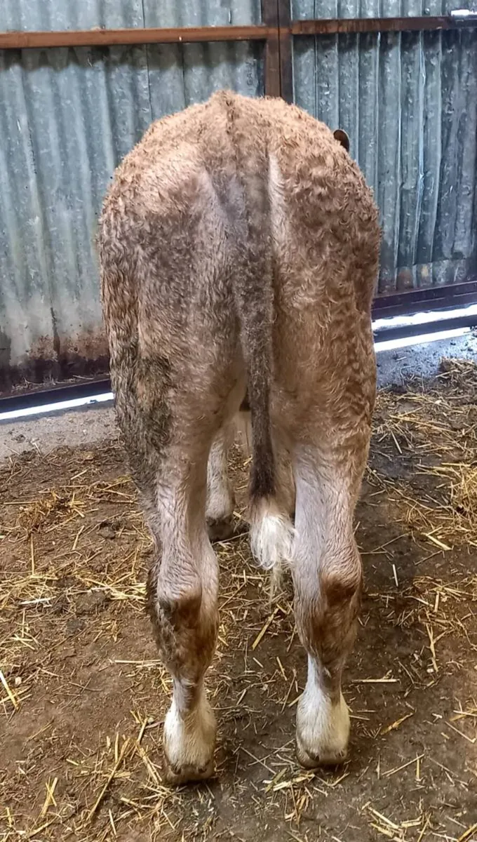 CHAROLAIS  BULL   CALF - Image 1