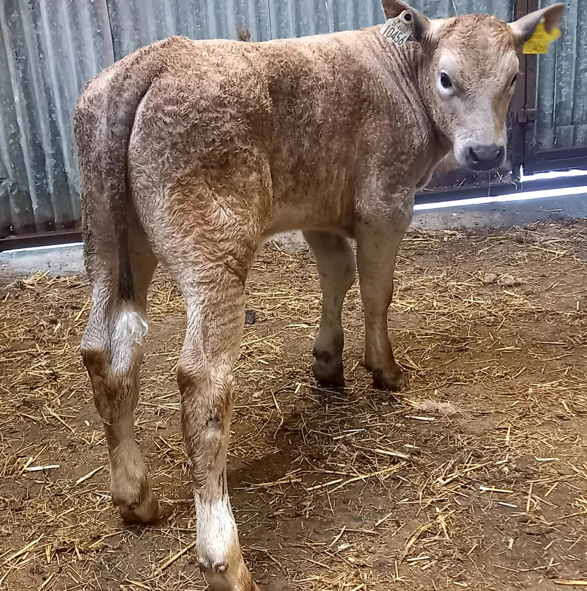 CHAROLAIS  BULL   CALF - Image 2