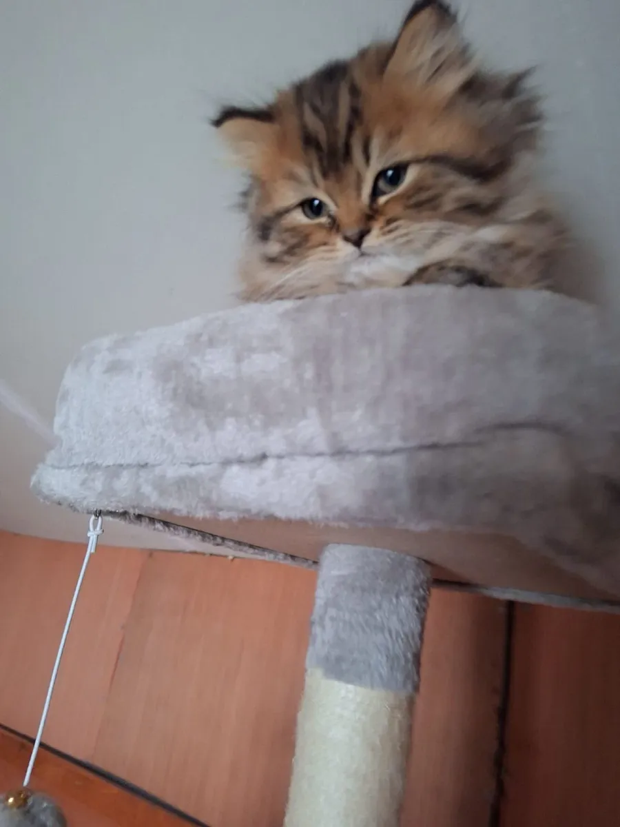 PB male Persian kitten - Image 1
