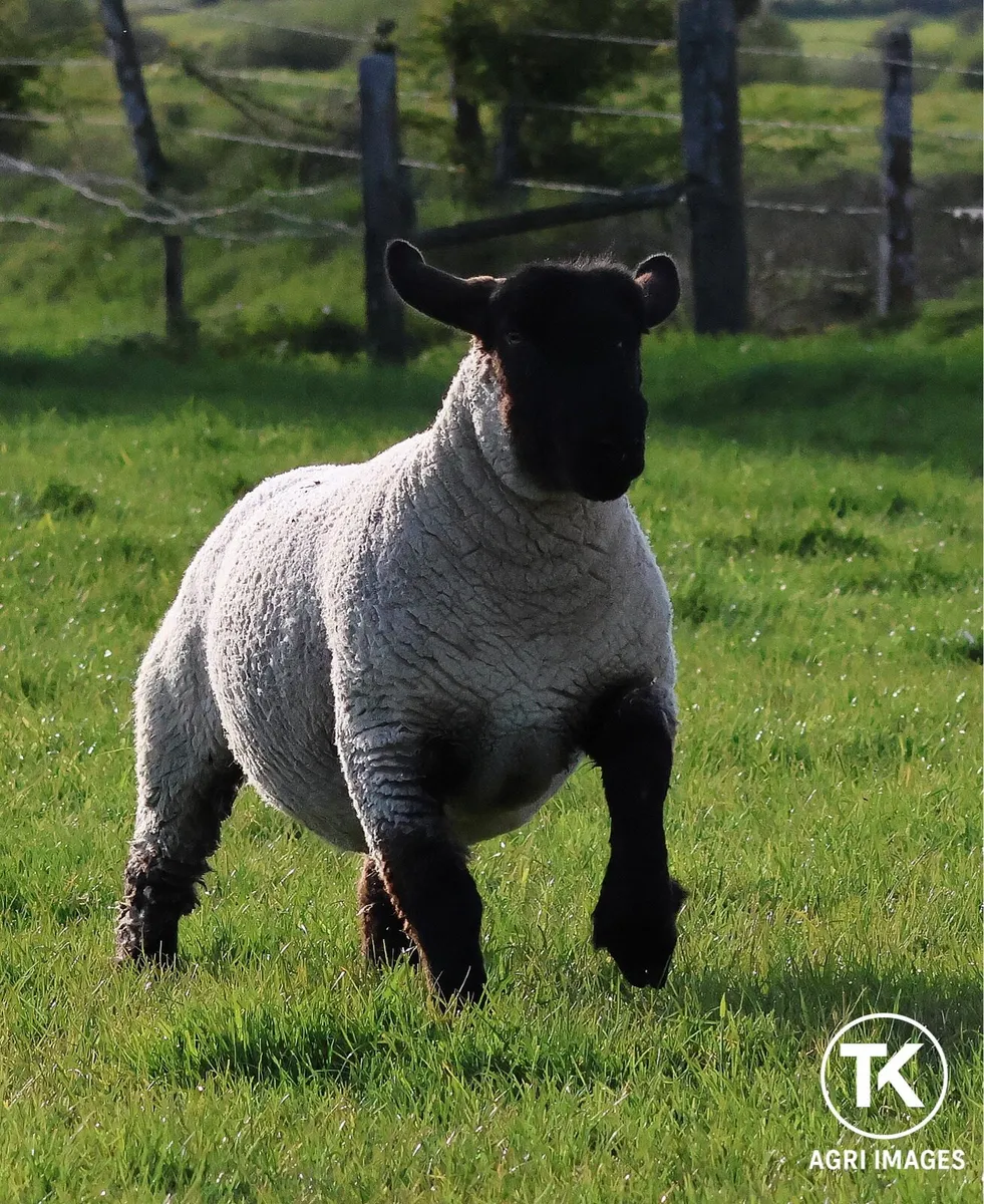 Pedigree Suffolk Ewe Hoggets - Image 1