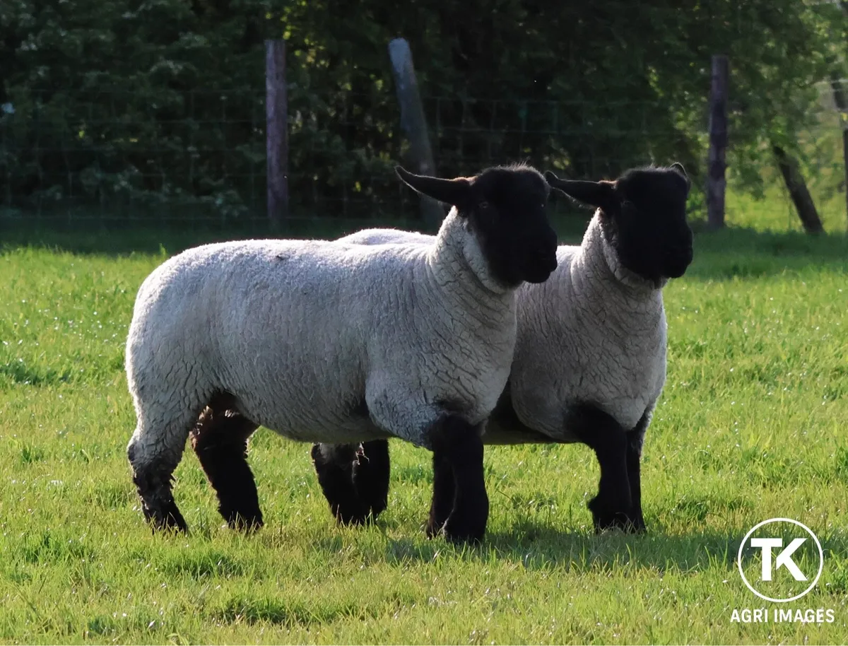 Pedigree Suffolk Ewe Hoggets - Image 2
