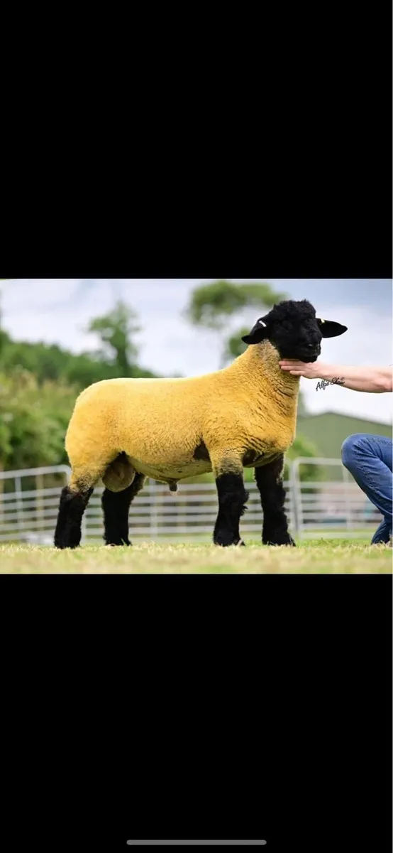 Pedigree Suffolk Ewe Hoggets - Image 3