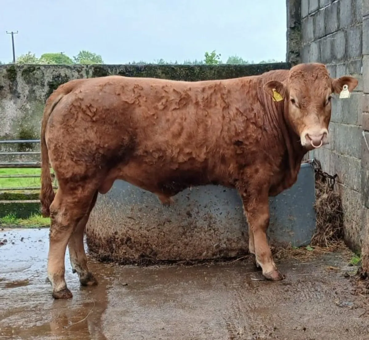 PBR Limousin Bull - Image 1