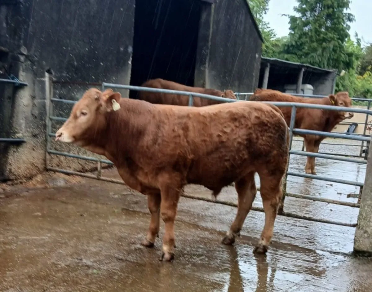PBR Limousin Bull - Image 2