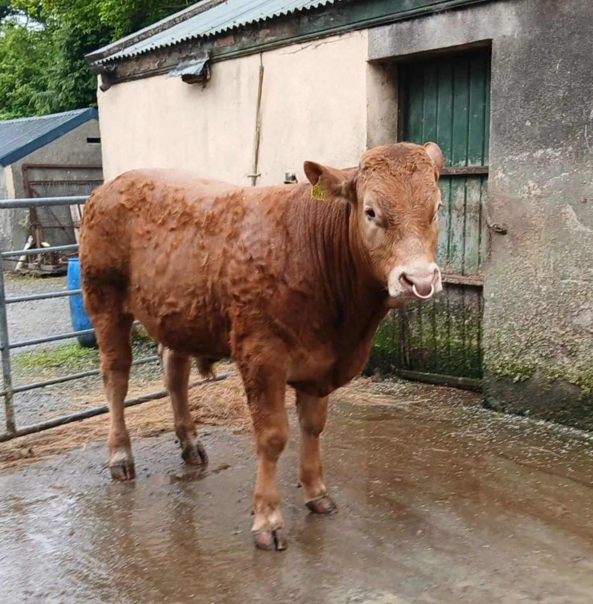 PBR Limousin Bull - Image 4