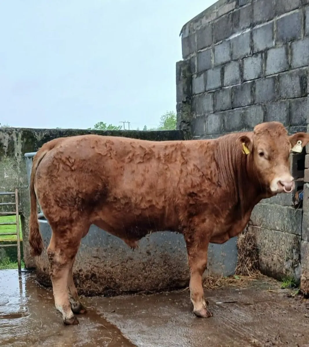 PBR Limousin Bull - Image 3