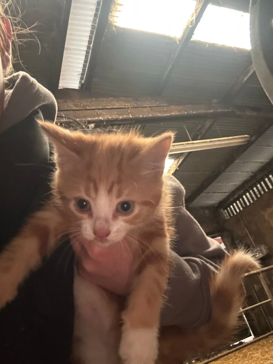 Kittens - Image 1