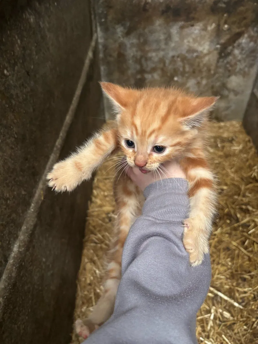Kittens - Image 2