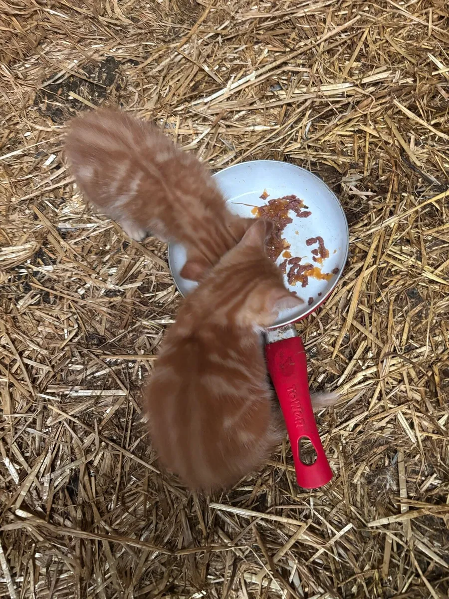 Kittens - Image 3