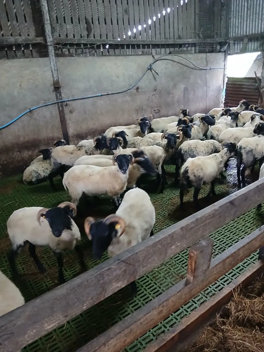 Westie hoggets - Image 1