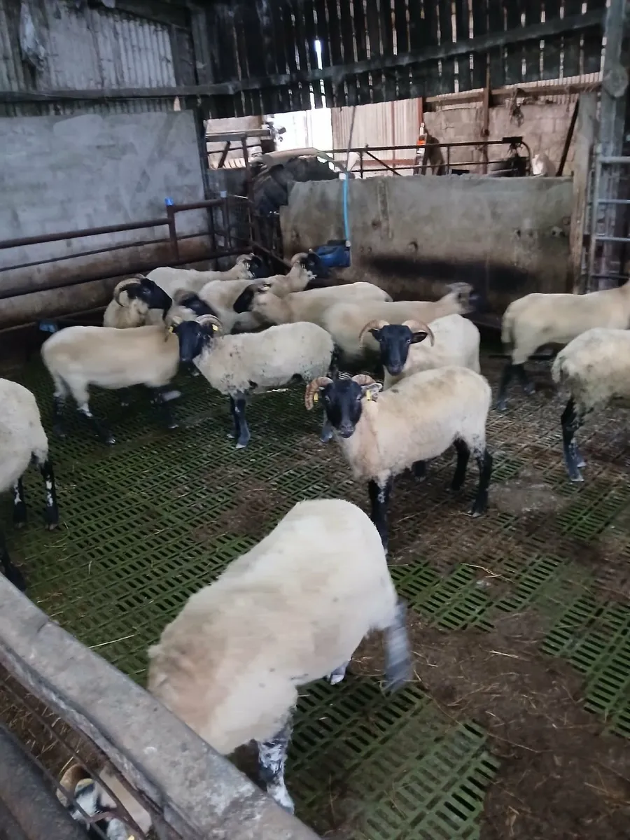 Westie hoggets - Image 2