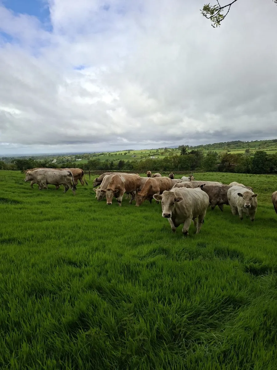 Cattle - Image 1