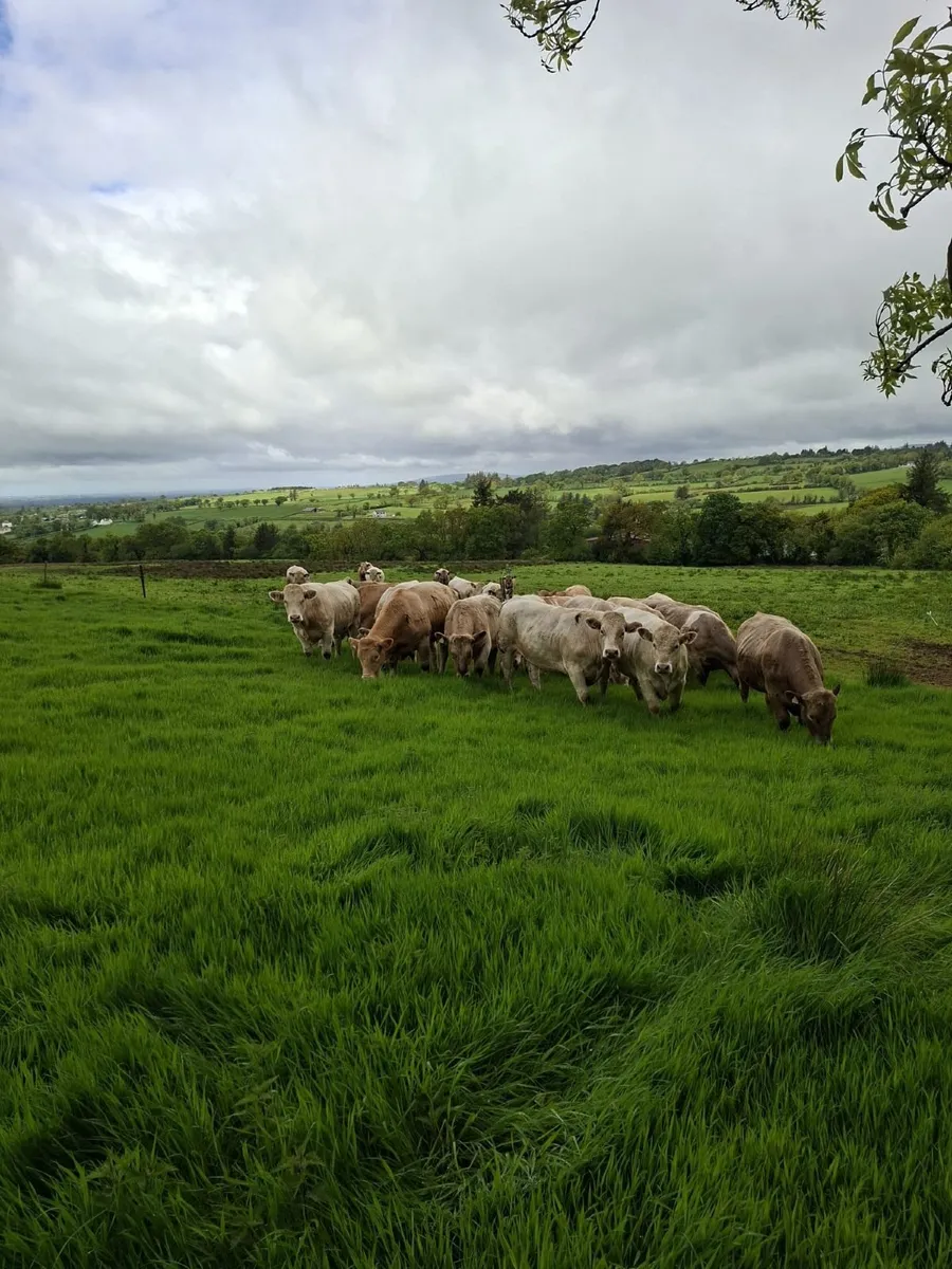 Cattle - Image 2
