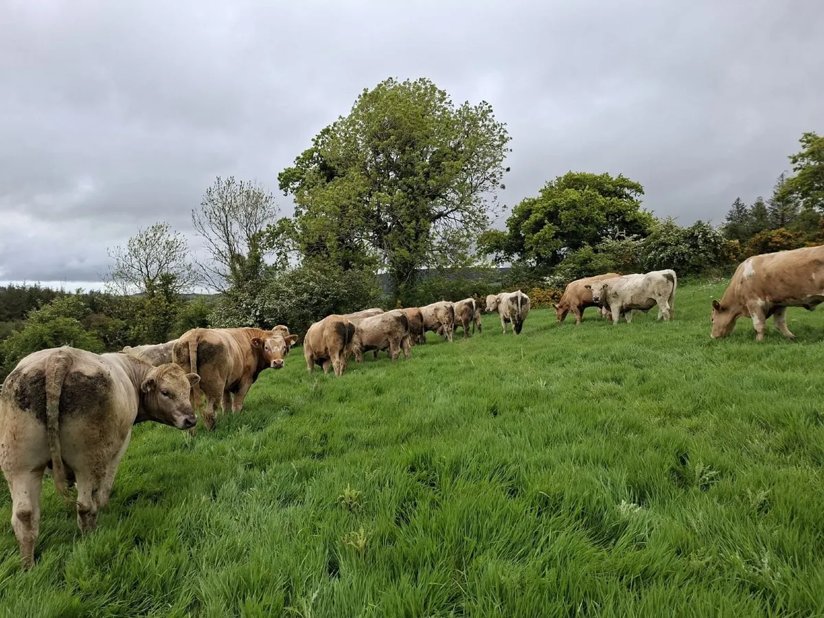 Cattle - Image 3