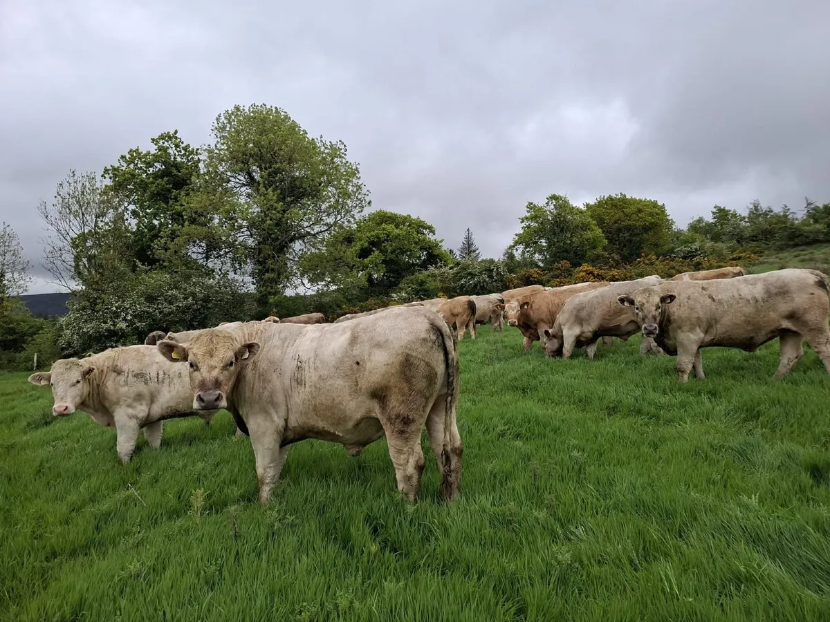 Cattle - Image 4