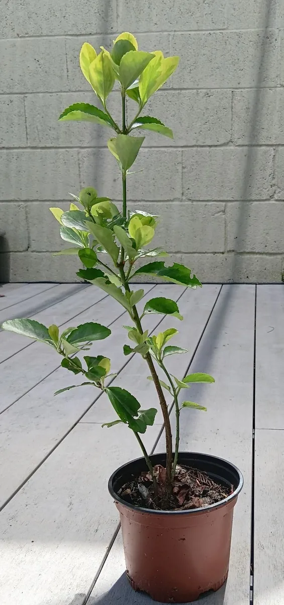 Evergreen shrub - Euonymus - Image 1
