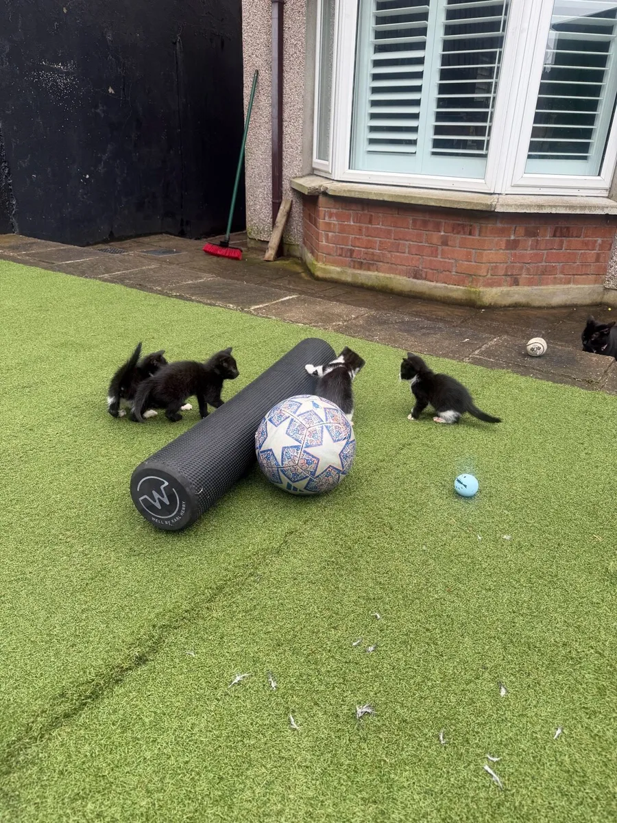 Kittens - Image 2