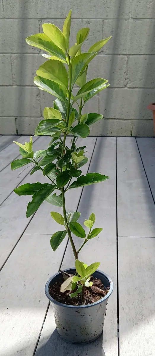 Evergreen shrub - Euonymus - Image 2