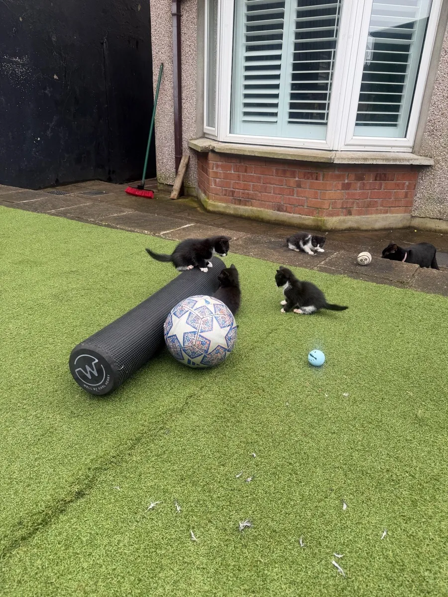 Kittens - Image 3