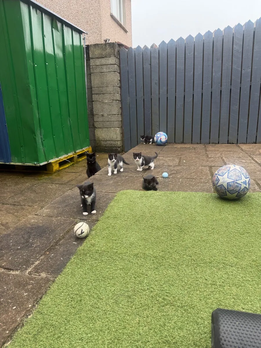Kittens - Image 4