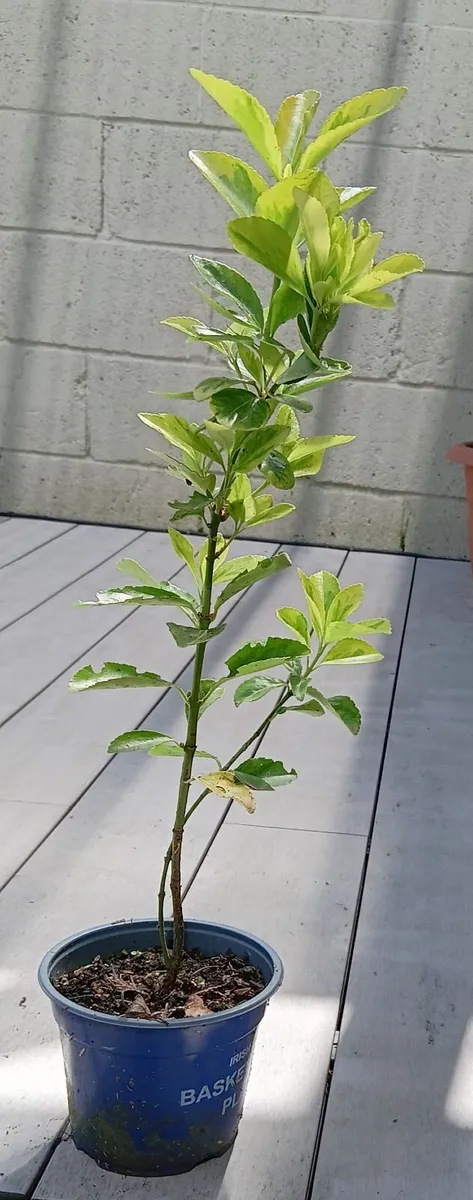 Evergreen shrub - Euonymus - Image 3