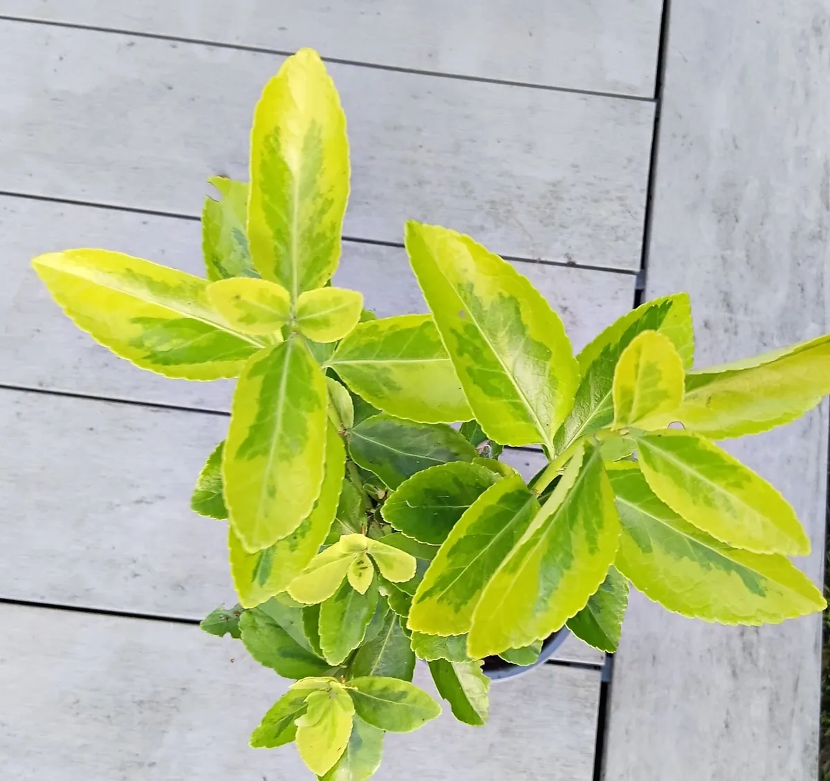 Evergreen shrub - Euonymus - Image 4