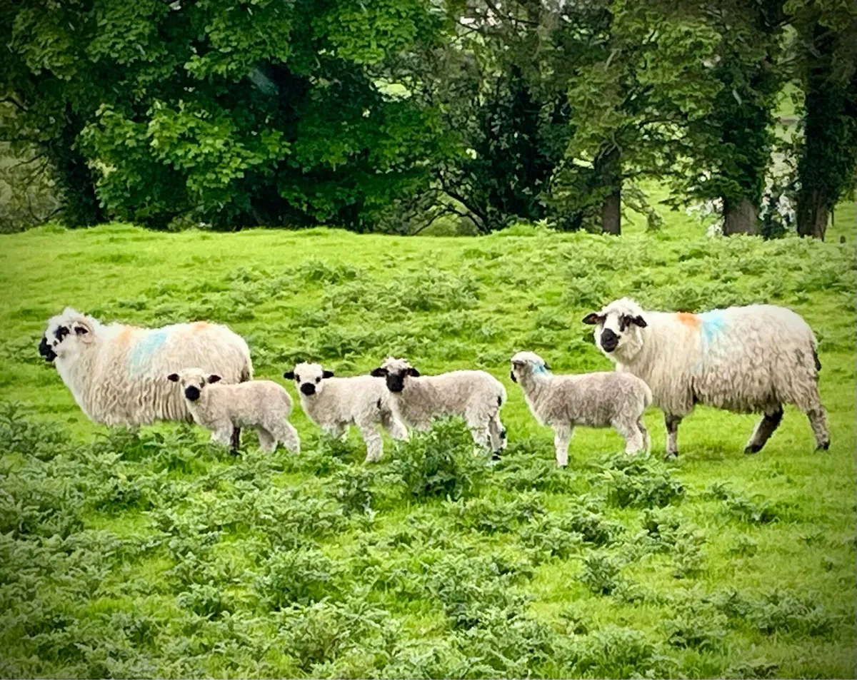 Valais Blacknose Ewes with lambs at foot - Image 1