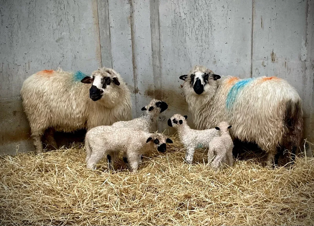 Valais Blacknose Ewes with lambs at foot - Image 2
