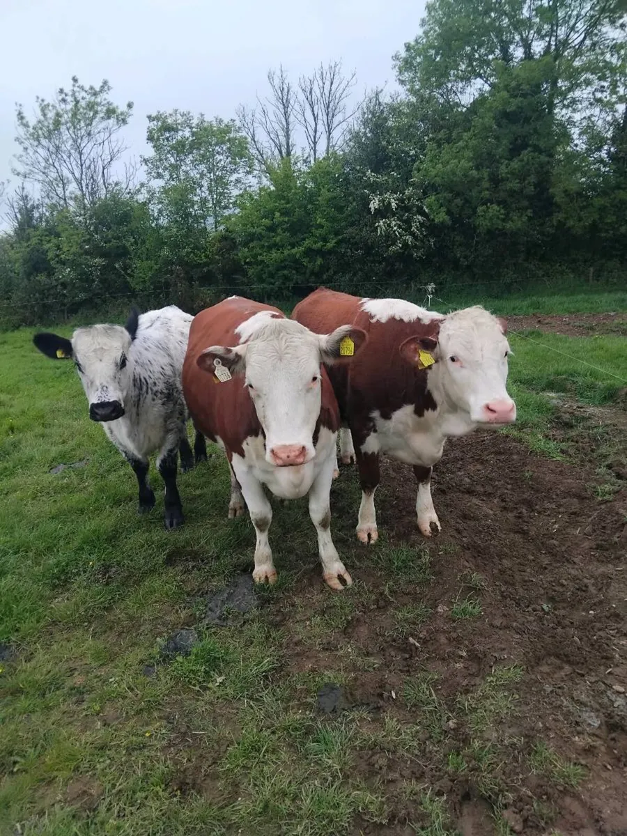 Super quality breeding heifers - Image 1