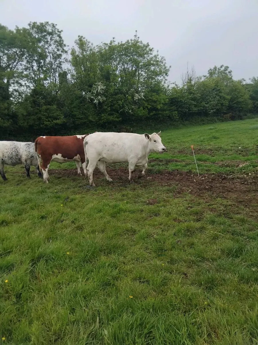 Super quality breeding heifers - Image 2