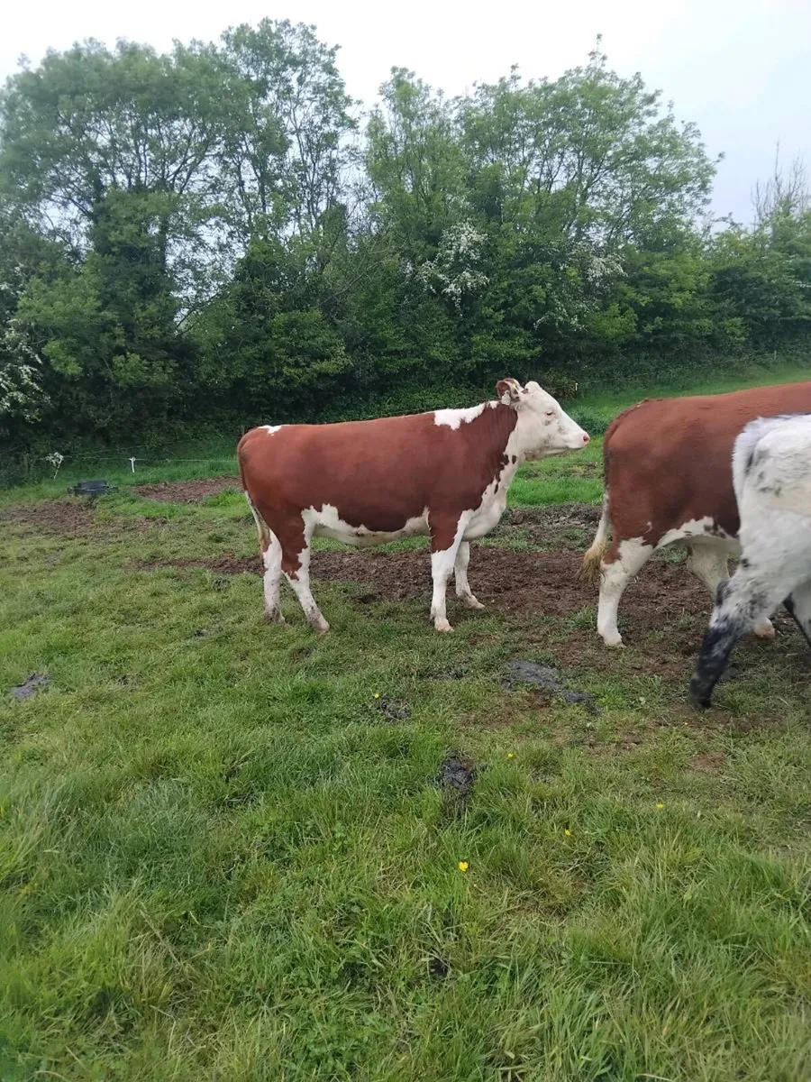 Super quality breeding heifers - Image 3